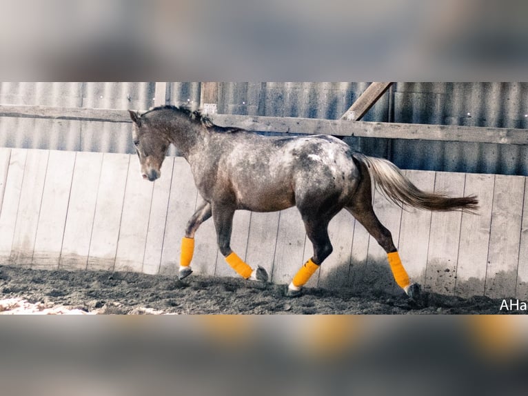 Appaloosa Mix Mare 14 years 14,2 hh Leopard-Piebald in Dossenheim