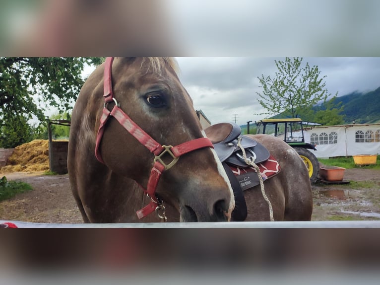 Appaloosa Mix Mare 14 years 14,2 hh Leopard-Piebald in Dossenheim