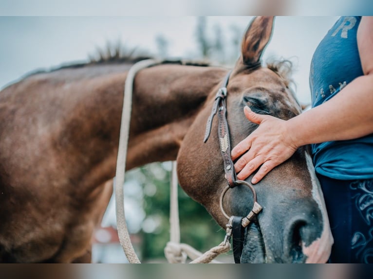 Appaloosa Mix Mare 14 years 14,2 hh Leopard-Piebald in Dossenheim