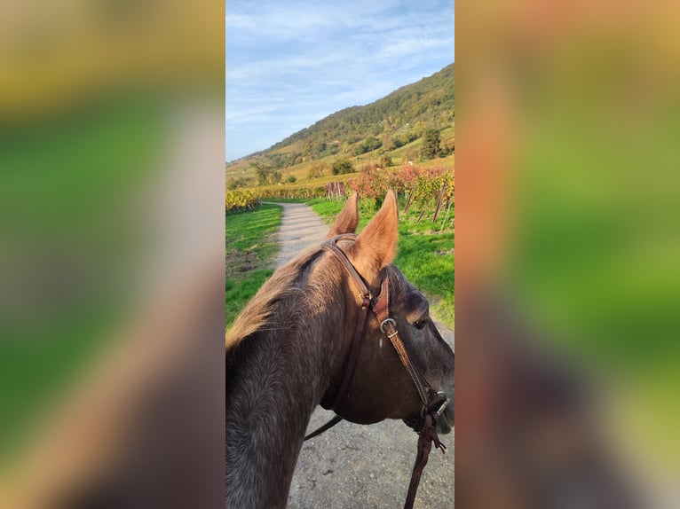 Appaloosa Mix Mare 14 years 14,2 hh Leopard-Piebald in Dossenheim