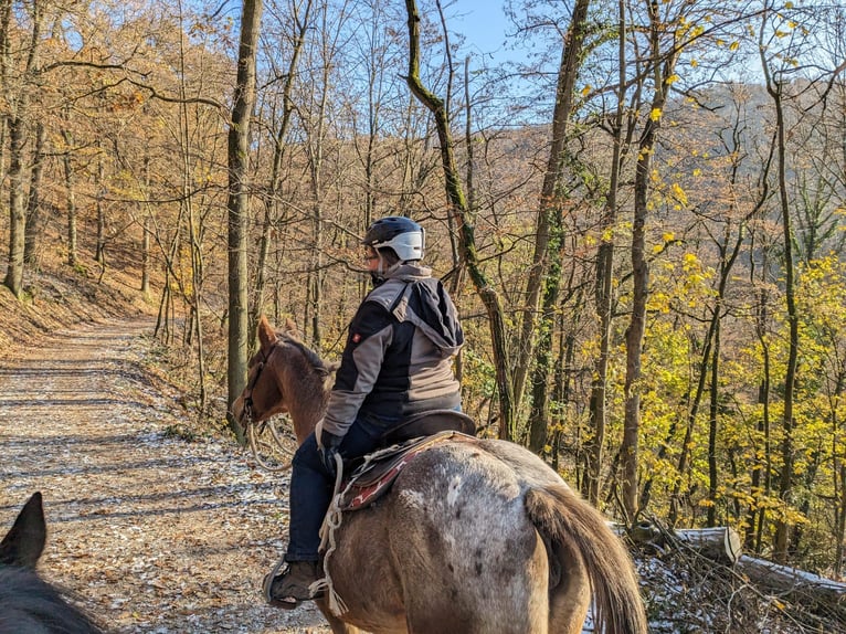 Appaloosa Mix Mare 14 years 14,2 hh Leopard-Piebald in Dossenheim