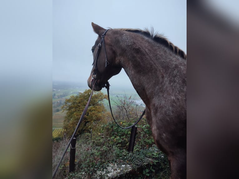 Appaloosa Mix Mare 14 years 14,2 hh Leopard-Piebald in Dossenheim