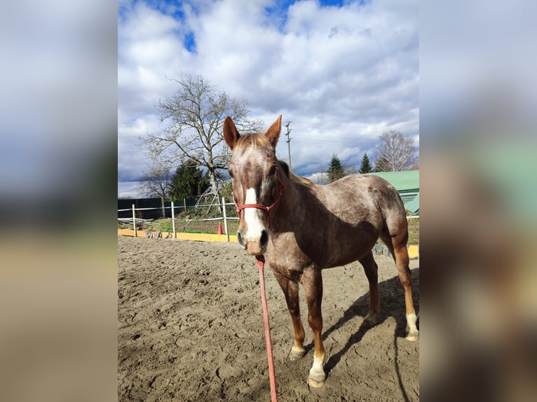 Appaloosa Mix Mare 14 years 14,2 hh Leopard-Piebald in Dossenheim