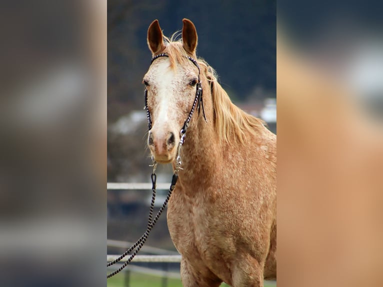 Appaloosa Mare 14 years 14,3 hh Leopard-Piebald in Kirchbichl