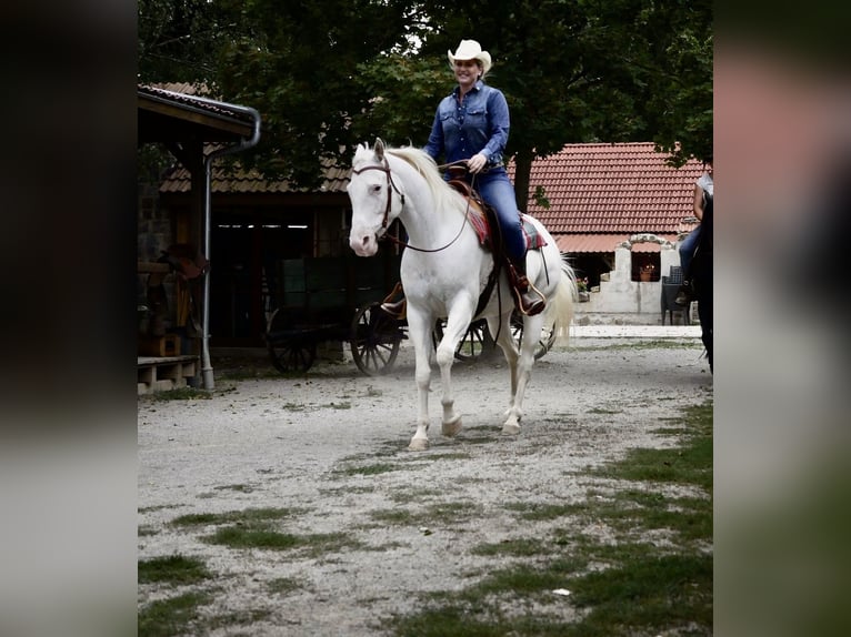 Appaloosa Mare 14 years 14,3 hh White in Nördlingen