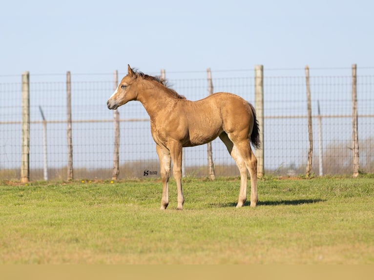 Appaloosa Mare 14 years 15.3 hh Bay in Whitesboro