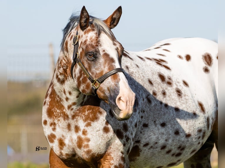 Appaloosa Mare 14 years 15.3 hh Bay in Whitesboro