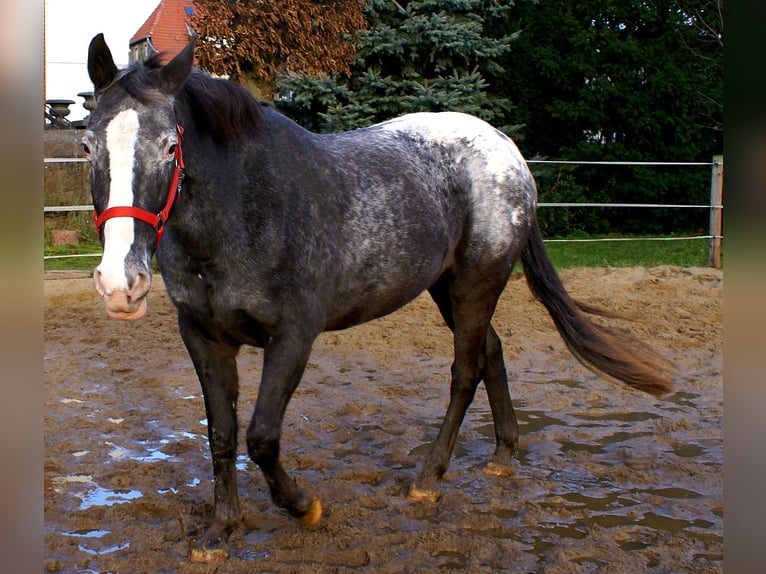 Appaloosa Mare 14 years 15 hh in Velpke