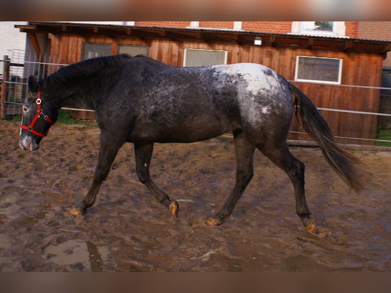 Appaloosa Mare 14 years 15 hh in Velpke