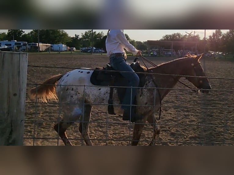 Appaloosa Mare 14 years 15 hh Gray-Red-Tan in Goodman