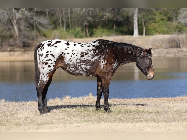 Appaloosa Mare 14 years 15 hh  in Forney