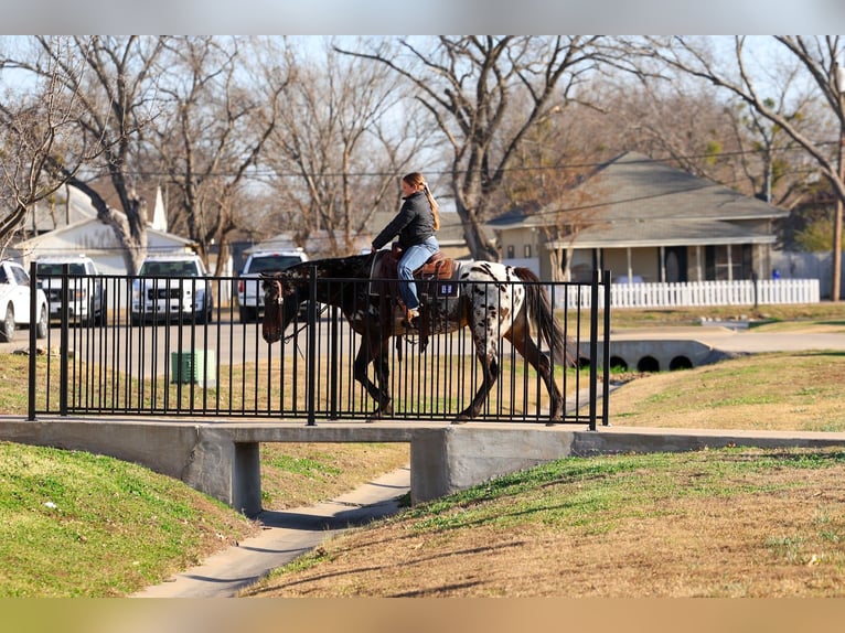 Appaloosa Mare 14 years 15 hh  in Forney