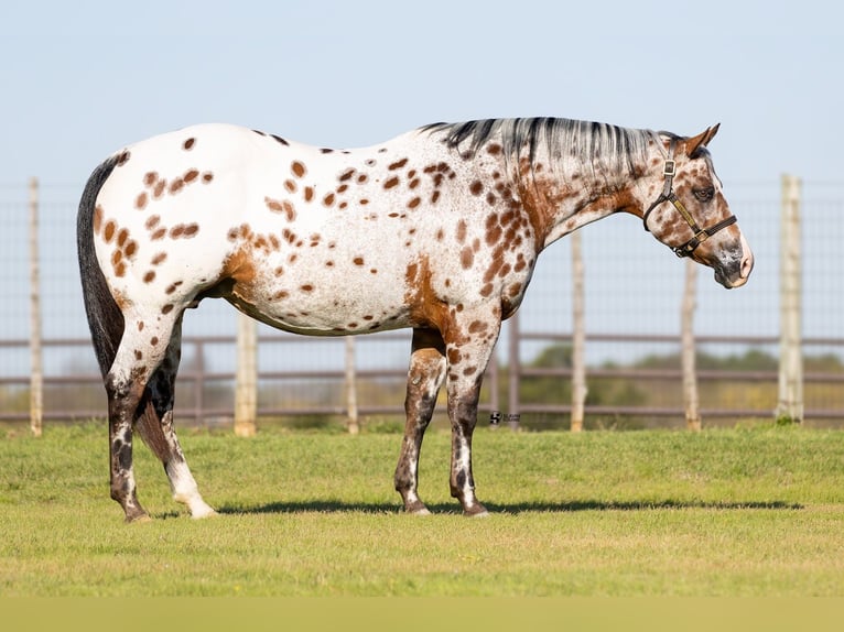 Appaloosa Mare 14 years 15,3 hh Bay in Whitesboro