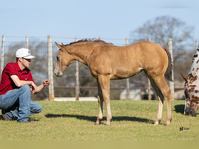 Appaloosa Mare 14 years 15,3 hh Bay in Whitesboro