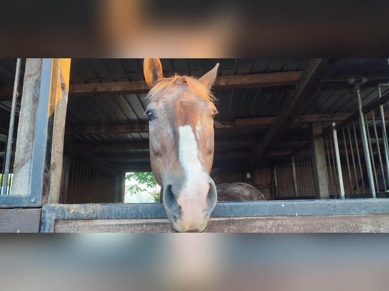 Appaloosa Mix Mare 15 years 14,2 hh in Dossenheim