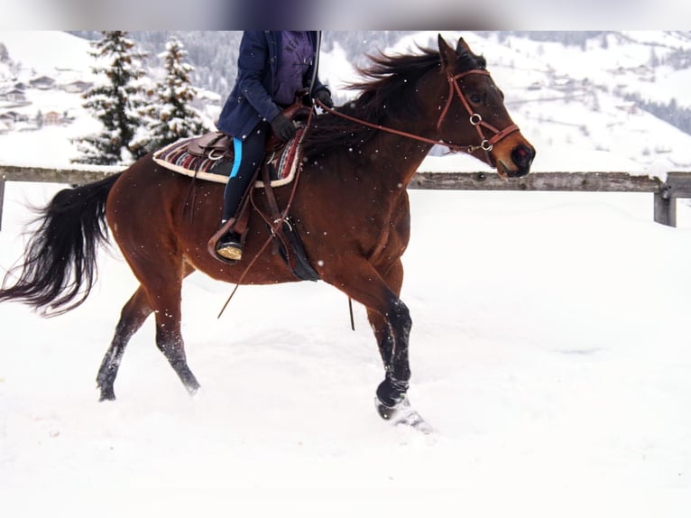 Appaloosa Mare 15 years 15,1 hh Brown in Brixen