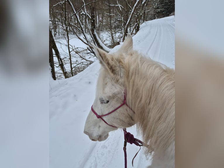 Appaloosa Mix Mare 15 years 15.2 hh Leopard-Piebald in Söhrewald