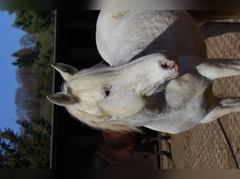 Appaloosa Mix Mare 15 years 15.2 hh Leopard-Piebald in Söhrewald