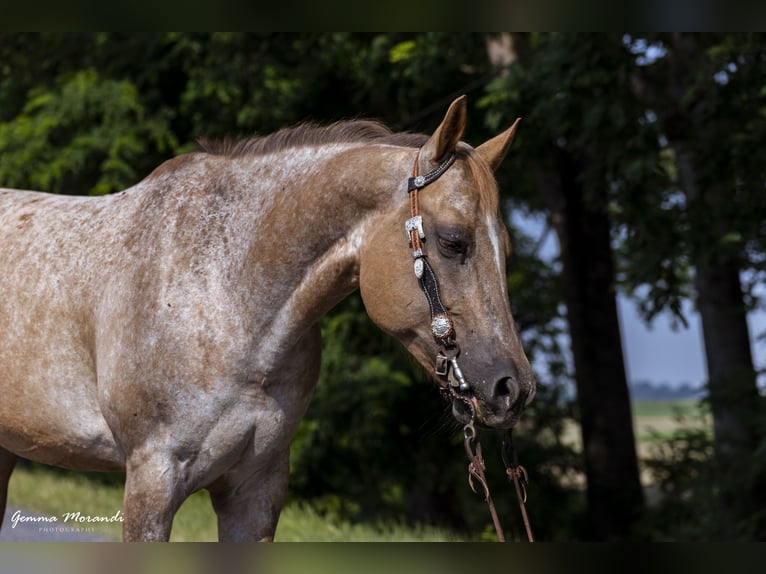 Appaloosa Mare 15 years 15 hh  in Cremona