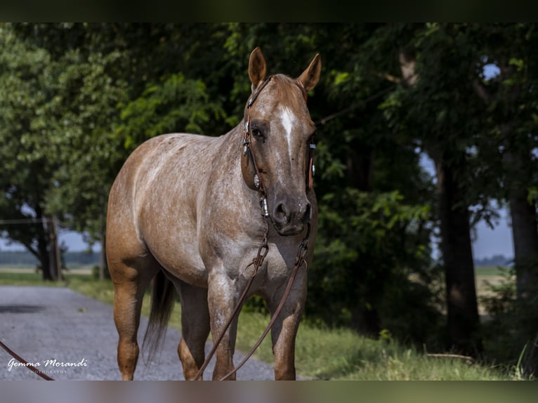 Appaloosa Mare 15 years 15 hh  in Cremona