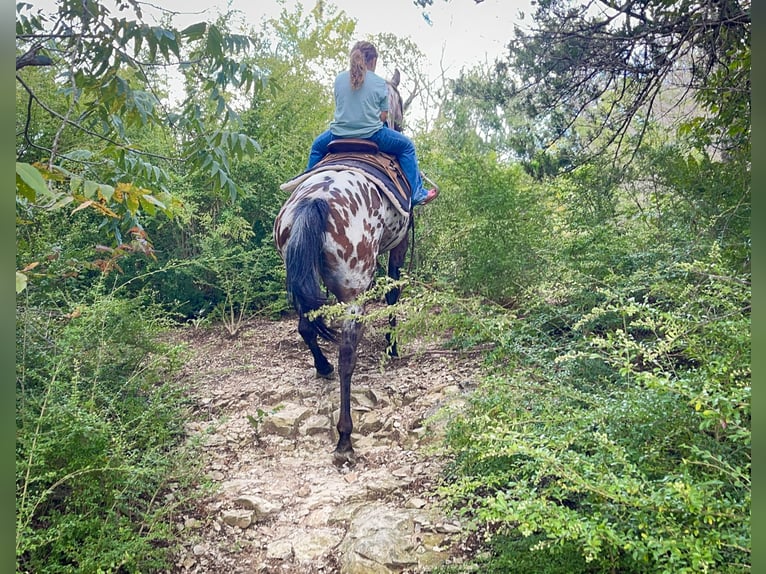 Appaloosa Mare 15 years 15 hh in Forney
