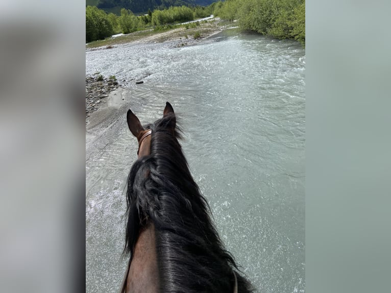 Appaloosa Mare 15 years 15,1 hh Brown in Brixen