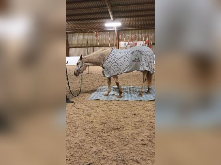 Appaloosa Mare 15 years in Weilerswist