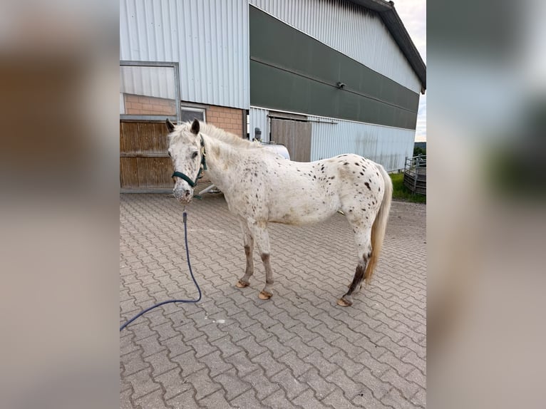 Appaloosa Mare 16 years 13.1 hh  in Rheinfelden