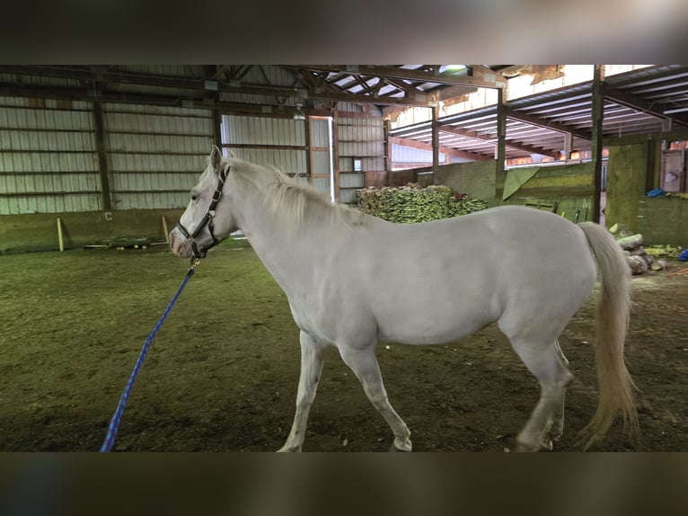 Appaloosa Mare 16 years 14.2 hh White in Vancouver