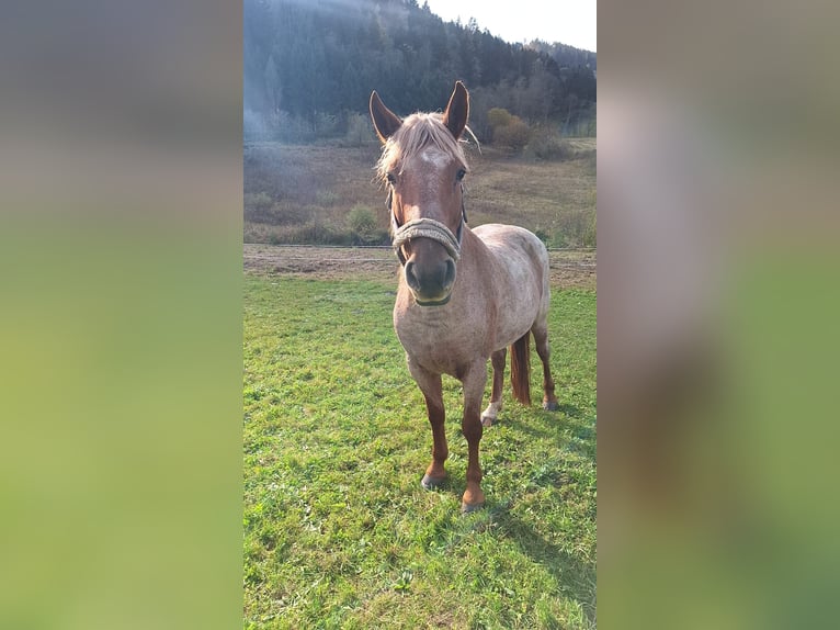 Appaloosa Mix Mare 16 years 14 hh Roan-Red in Donnersbach, Steiermark