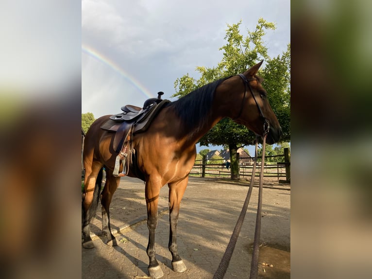 Appaloosa Mare 16 years 15,1 hh Brown in Willich