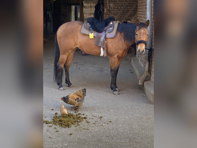 Appaloosa Mare 16 years 15,1 hh Brown in Willich