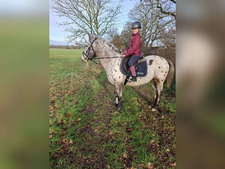 Appaloosa Mare 16 years 15,1 hh in Moormerland