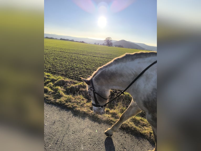 Appaloosa Mare 17 years 14,3 hh Roan-Red in Hofgeismar