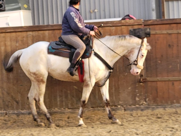 Appaloosa Mare 17 years 15,2 hh Gray-Red-Tan in Hamm