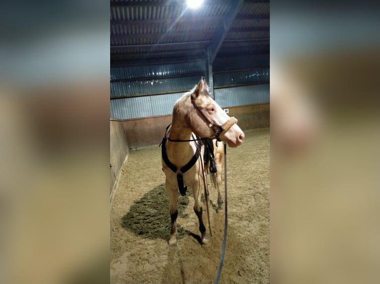 Appaloosa Mare 17 years 15,2 hh Gray-Red-Tan in Hamm
