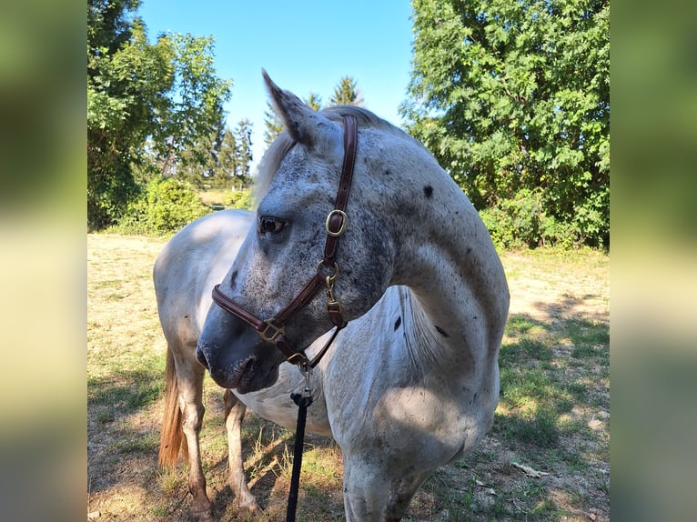 Appaloosa Mare 18 years 14,2 hh Roan-Bay in Tulln