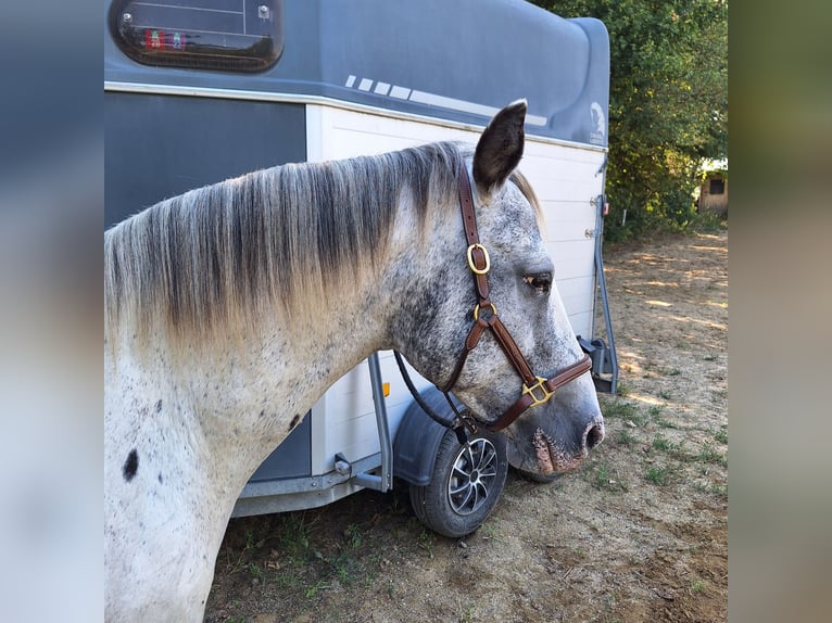 Appaloosa Mare 18 years 14,2 hh Roan-Bay in Tulln