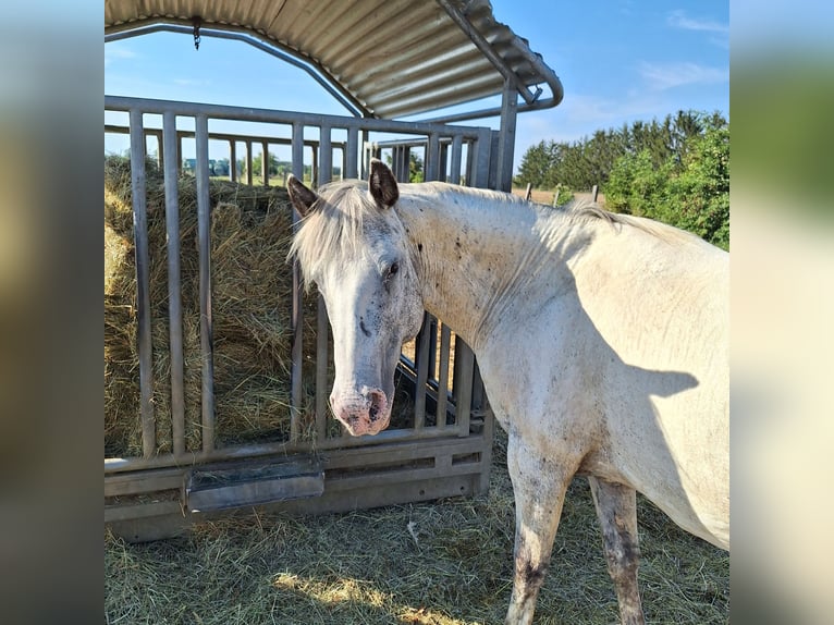 Appaloosa Mare 18 years 14,2 hh in TULLN