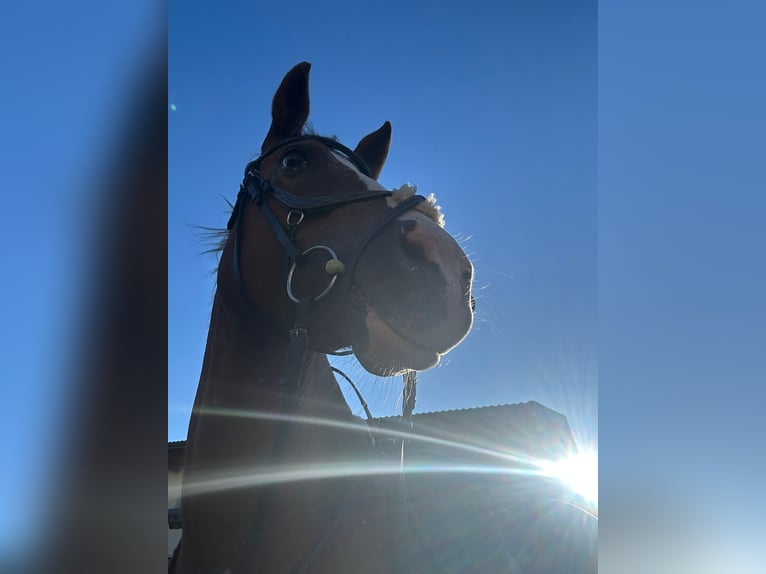 Appaloosa Mare 18 years 15.1 hh Chestnut-Red in Achenkirch