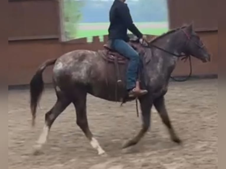 Appaloosa Mare 18 years 15,2 hh Roan-Red in Scheinfeld