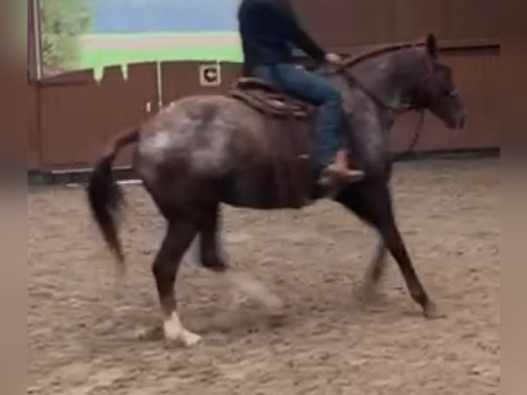 Appaloosa Mare 18 years 15,2 hh Roan-Red in Scheinfeld