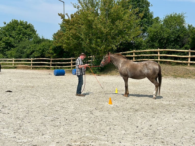 Appaloosa Mare 18 years 15,2 hh Roan-Red in Scheinfeld