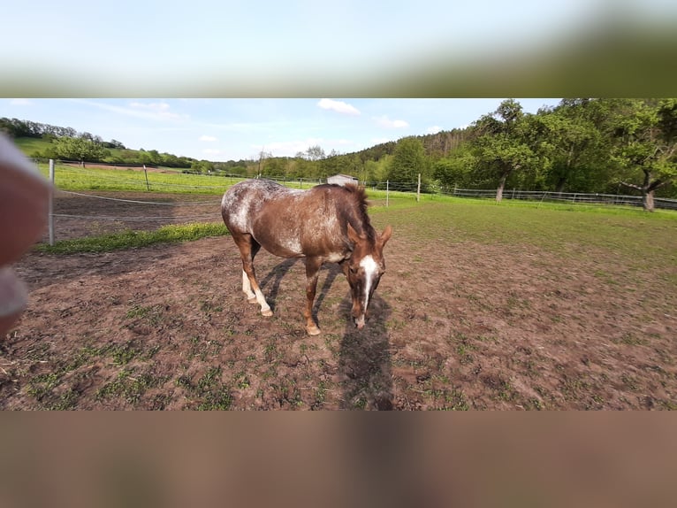 Appaloosa Mare 18 years 15,2 hh Roan-Red in Scheinfeld