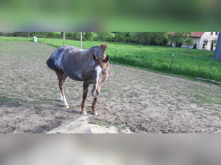 Appaloosa Mare 18 years 15,2 hh Roan-Red in Scheinfeld