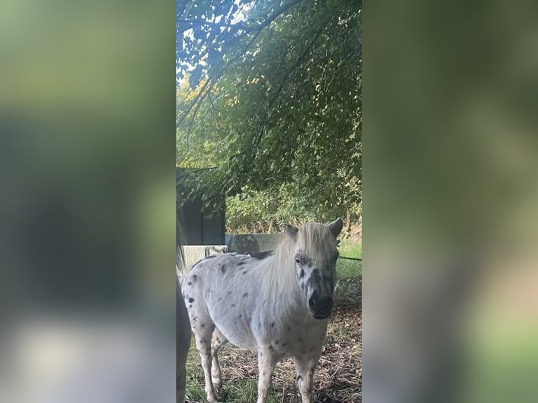 Appaloosa Mare 18 years Leopard-Piebald in Kloosterzande