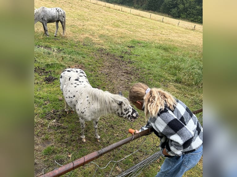Appaloosa Mare 18 years Leopard-Piebald in Kloosterzande