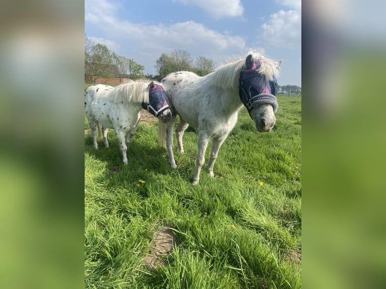 Appaloosa Mare 18 years Leopard-Piebald in Kloosterzande