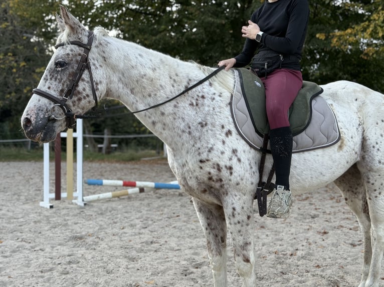 Appaloosa Mare 19 years 14,1 hh in Essen
