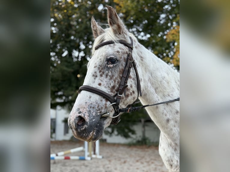Appaloosa Mare 19 years 14,1 hh in Essen